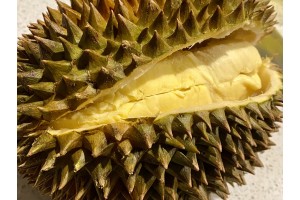 越南榴槤 - 金枕頭 (已經售罄）
